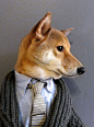 纽约的一个3岁柴犬，作为狗博客的主力模特，展现各种男装的风格。