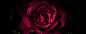 深紫色玫瑰花电脑桌面壁纸#采集大赛#