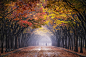 行道树效果
《老虎西欧》拍摄于秋天，时间为500px _园林采下来 #率叶插件，让花瓣网更好用#
