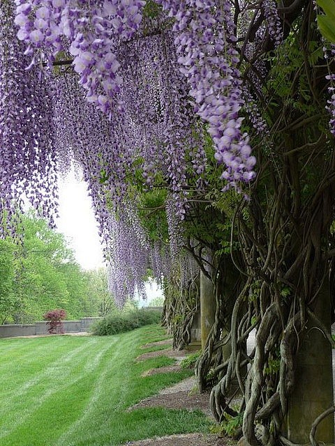 Biltmore Estate gard...