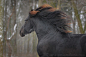 Facebook « Heart of a Horse