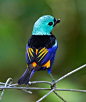 Seven-colored Tanager - Pixdaus