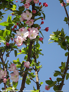 夹k猫采集到花枝