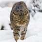 Wild cat walking in the snow III | Flickr - Photo Sharing!