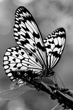 自然采集到想要飞的更高、蝶舞