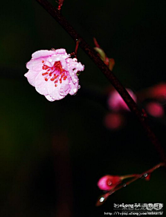 nlict采集到西溪湿地公园-雨中梅花