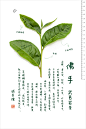 图鉴|诚茶馆 茶谱|新青年[科学/文艺] - 绍兴E网论坛 - 绍兴地方门户网站 - 绍兴人气社区