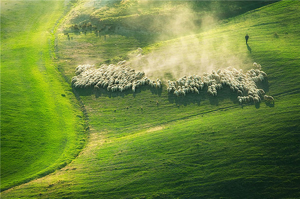 原野上的羊群，我的羊群