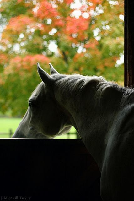 autumn window| Flick...