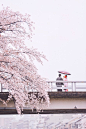 #你是我未偶遇那些樱花雪#京都，鸭川&平野神社，喜欢的一些单张。樱花祭的日本总是多雨。撑伞走过鸭川，走过平野神社，雨天的温柔躲在你的画框不走～全组图戳O网页链接