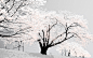 Japan cherry blossoms nature snow landscapes trees wallpaper (#477017) / Wallbase.cc