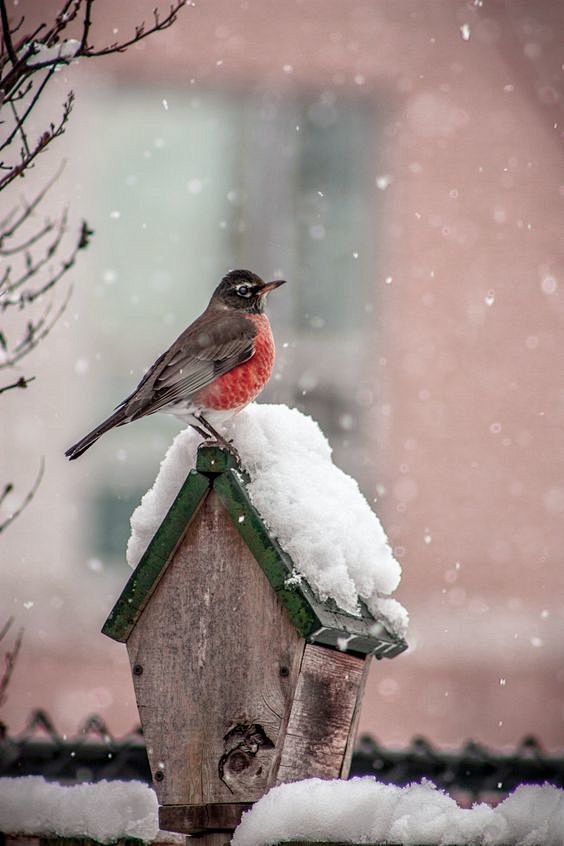 Winter - The robin s...