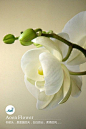 #一日一花# 蝴蝶兰Phalaenopsis aphrodite别名;蝶兰。白色粗大的气根露在叶片周围，除了具有吸收空气中养分的作用外，还有生长和光合作用。新春时节，蝴蝶兰植株从叶腋中抽出长长的花梗，并且开出形如蝴蝶飞舞般的花朵，深受花迷们的青睐，素有“洋兰王后”之称。

更多请关注微信：aoenflower   
