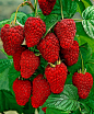 Raspberries