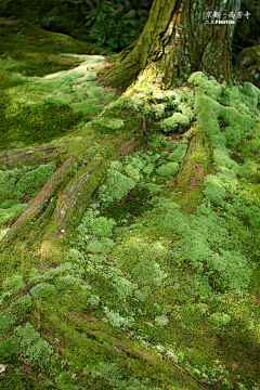 仙酱酱酱、酱采集到【场景】-真实植物