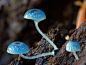 澳大利亚摄影师美妙的菌类摄影作品----ifavart.com