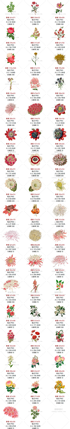 珊琦采集到国外手绘植物花朵