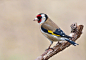 Goldfinch by Ferenc Hoffman on 500px