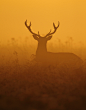 Neil Neville - Red Deer Stag