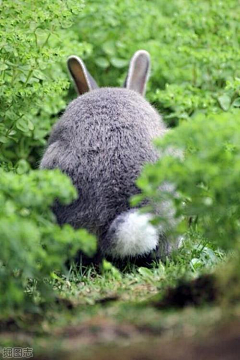 ﹏兔兔兔采集到萌物- 爱兔兔