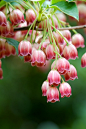 Enkianthus Campanulatus 'Red Bells'