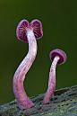 紫蜡蘑拉丁学名Laccaria amethystea (Bull. ex Gray) Murr，是一种颜色鲜艳的小型可食用菇类，生长于落叶植物或裸子植物林中。主要分布地区：广西、四川、西藏、山西、甘肃、陕西、河南、云南等。此种可食，但菌肉薄，近革质，故称“紫皮条菌”。