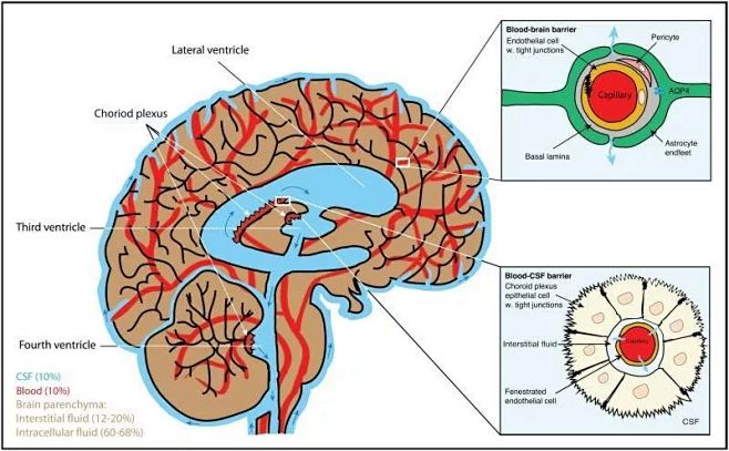 大脑内的体液组成和血-脑，血-脑脊液屏障