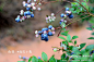 【广东】亲子游·醉在雨后的蓝莓园, 维尼小熊旅游攻略