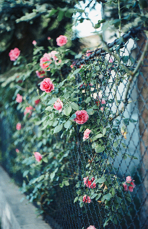 Roses#1 (by N+T*)