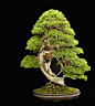 www.jonathan-singer-photography.com #bonsai #gardening