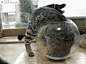  funny cat kitten lolcat fishbowl GIF