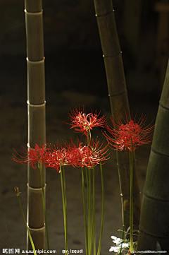 嫃忧采集到彼岸花    曼珠沙华