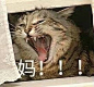 猫咪表情包_360图片