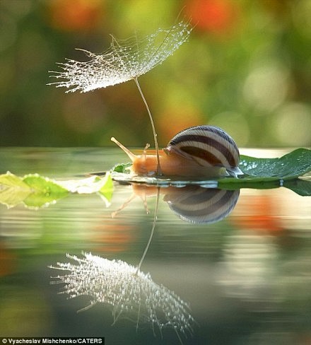 酷摄影：撑阳伞的蜗牛