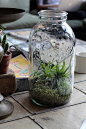 ball jar terrarium