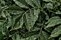 Close-up of large dewdrops on dark green leaves