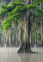 Maurepas Swamp, Louisiana | David Chauvin Photography.