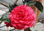 贝拉大玫瑰(英文名称:Bella Rosa):是山茶科植物。美国牛西奥苗圃培育的茶花新品种。颜色有大红、深红和玫红色，花瓣覆瓦状排列，完全重瓣型，巨型花，据说是该苗圃红山茶品种中花径最大的;叶浓绿，幼叶泛红色，宽大;长势旺，开张;花期中到晚。标准的玫瑰型。花型雍容美丽，极具观赏价值。  日常管理需注意:该品种很容易结花苞，必须经常摘除多余的花苞，使花苞保持要较低的数量。贝拉大玫瑰的花径很大，如果留蕾过多，不但花开不好，还会造成植株衰弱。