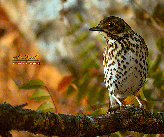 欧歌鸫 Turdus philomelo...