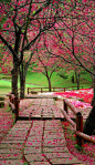 Cherry blossoms at the Formosan Aboriginal Culture Village in Yuchi Township, Nantou, Taiwan