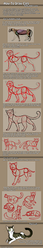 【动物教材】猫科动物的结构学习和绘画方法~超级赞~推荐给大家~更多素材可以点这里O网页链接