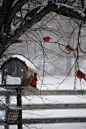 Beautiful. The birds of Christmas.: 