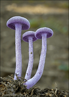 洛克江南采集到这是蘑菇吗？
