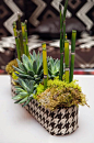 Vibrant succulents and bamboo are arranged in a brown and white herringbone container.