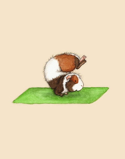 仓鼠做瑜伽