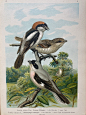 石板多色套印的欧洲鸟类版画
