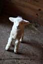 Oh My Goodness! Baby Lamb | Cutest Paw