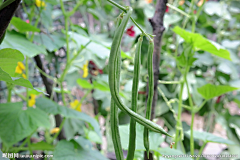 腾讯管理组采集到蔬菜