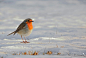 欧亚鸲 Erithacus rubecula 雀形目 鹟科 孤鸲属
Close, maybe a cigar by Phil Davson on 500px