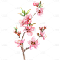 植物写实插画粉色桃花枝元素素材